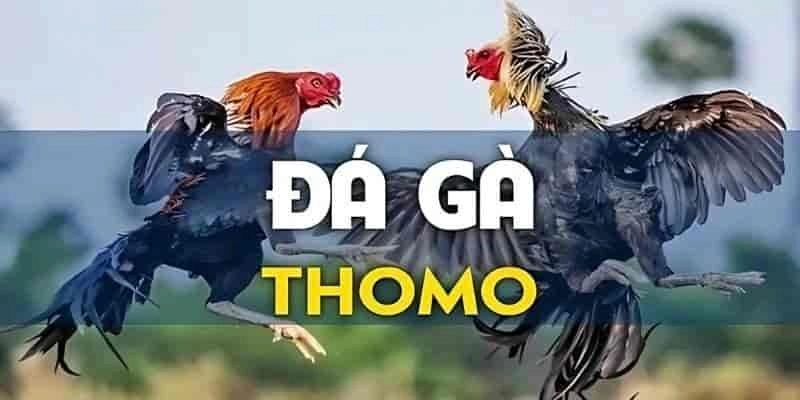 Hướng dẫn chơi đá gà Thomo dành cho người mới