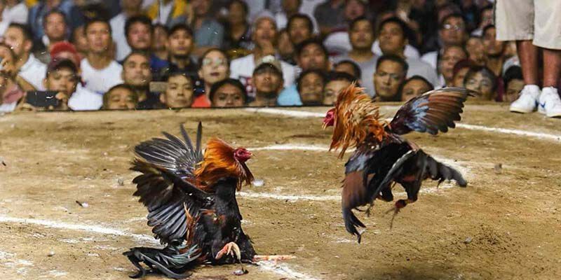 Tổng hợp bí kíp đá gà Thomo giúp bạn nâng cao tỷ lệ thắng